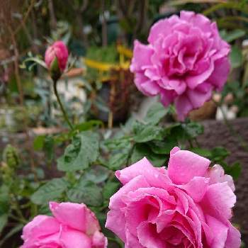 バラ ヴィヴィアンの画像 by ＹＵＭＩＫＯさん | 小さな庭と薔薇愛同盟と花が好き❤とバラ ヴィヴィアンとかわいい♡と植中毒と綺麗と薔薇が好き❤ときれいな色と鉢植えといい香りと花のある暮らしと薔薇♪といい色♡