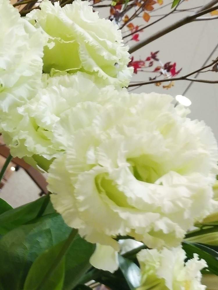 八重咲きトルコキキョウの投稿画像 By ゆうこ さん 花のある暮らしとブライダルフラワーと気品のある花と花言葉はすがすがしい美しさ 19月10月18日 Greensnap グリーンスナップ