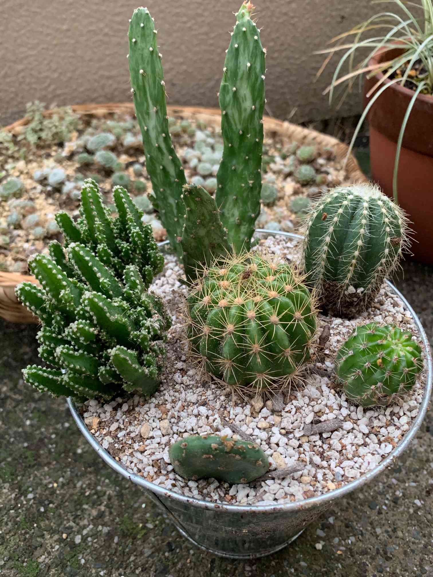 サボテン一覧｜🍀GreenSnap（グリーンスナップ）