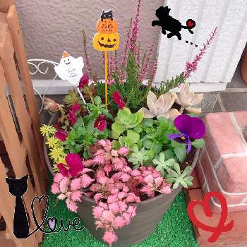 楽しい時間をありがとう の投稿画像一覧 Greensnap グリーンスナップ