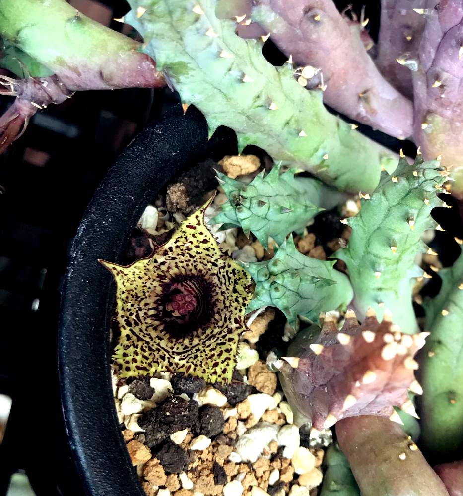 アトロサングイネアの投稿画像 By Azukiyoさん フェルニオプシスアトロサングイネアとガガイモ花とガガイモ科とフェルニア属とガガイモ科フェルニアとビザールプランツとフェルニオプシス 19月10月18日 Greensnap グリーンスナップ