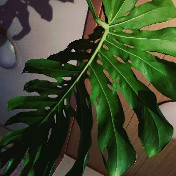 幹上がりモンステラの投稿画像一覧 Greensnap グリーンスナップ