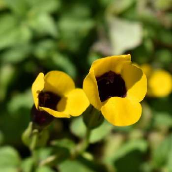 トレニア イエロームーンの投稿画像一覧 Greensnap グリーンスナップ