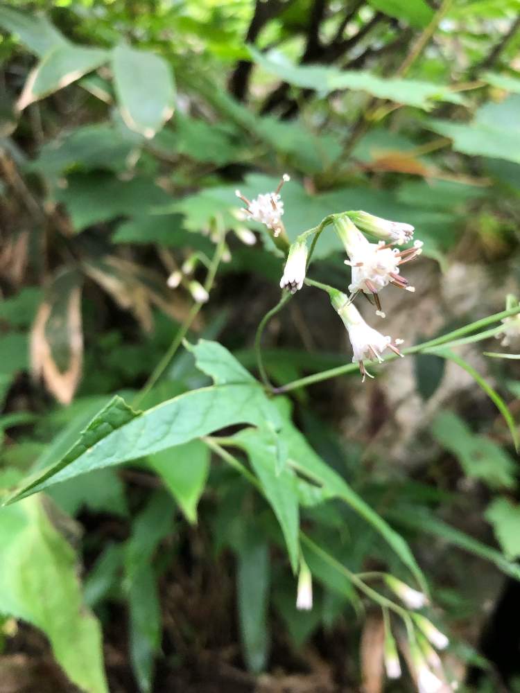 ヤブレガサの投稿画像 By のんたんさん 山野草とハイキング 登山と北アルプス 19月10月19日 Greensnap グリーンスナップ