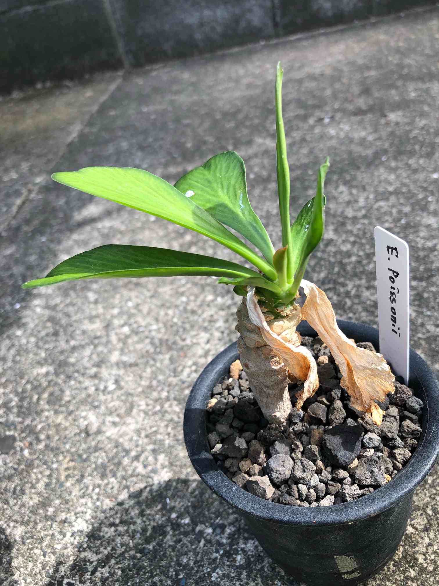 ユーフォルビア・ポイゾニー、アガベの2本セット、引き取り限定‼️ ユーフォルビア・ポイゾニー、アガベの2本セット、引き取り限定