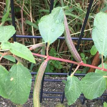 野菜タネの投稿画像一覧 Greensnap グリーンスナップ