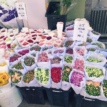 カラフルな花束の投稿画像一覧 Greensnap グリーンスナップ