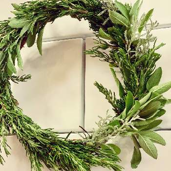 ハーブリースの投稿画像一覧 Greensnap グリーンスナップ