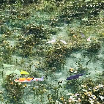 板取の画像 by サーさん | お出かけ先と水草いろいろと花のある暮らしとモネの池と板取