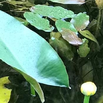 板取の画像 by サーさん | お出かけ先とコウホネの花（黄）と花のある暮らしとモネの池と板取ときいろい花