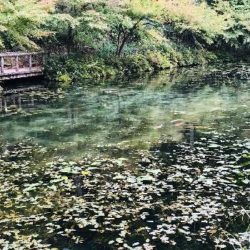 板取の画像 by サーさん | お出かけ先とモネの池。ともみじも秋色と花のある暮らしとモネの池と板取と紅葉♡