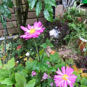 貴船菊の画像 by mahoさん | 小さな庭と秋明菊と貴船菊と茶花と10月と大好きな植物と好きな色とマイガーデンと大好きな花と花のある暮らし