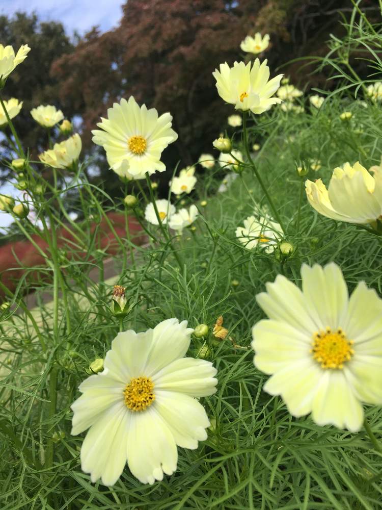 コスモス イエローキャンパスの投稿画像 By さいたまさん コスモスと一輪の魅力と近くのグリーンセンターとイキイキ と休日の過ごし方と秋を感じさせる花 とどこまでもグレーな空と花のある暮らし 19月10月日 Greensnap グリーンスナップ