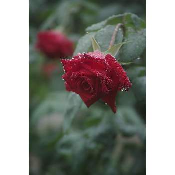 熱情の画像 by nesoさん | バラと薔薇と熱情と旧古河庭園の 熱情とnesoの薔薇とばら バラ 薔薇と東京都北区とローカルカメラマンかな？！（笑）とFoveonと黒赤薔薇と旧古河庭園とバラ・ミニバラと赤いバラとバラ5配置図