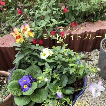 ミッドナイトの画像 by ふーちゃんママさん | 小さな庭と ネモフィラとネメシア☆とミッドナイトときんぎょ草♡