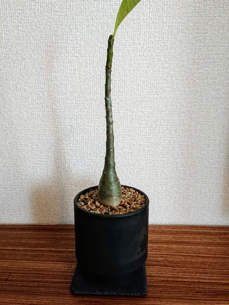 パキポディウム デカリーの投稿画像 By とみーさん 多肉植物とマダガスカルとコーデックスとパキポディウム と塊根植物 19月10月日 Greensnap グリーンスナップ