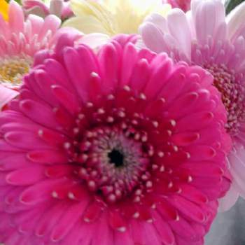ピンク色のお花♪の画像 by うさぎさん | インテリアと花のある暮らしと癒し系とガーベラさん♪とピンク色のお花♪
