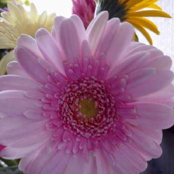 切り花♪の画像 by うさぎさん | 階段/廊下とピンク色のお花♪と癒し系と切り花♪と花のある暮らしと可愛らしい♪とガーベラさん♪