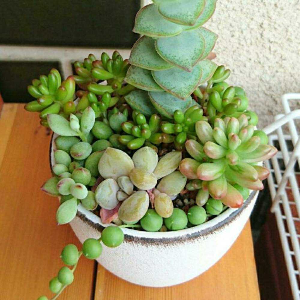 ペンデンス　抜き苗① ペンデンス 抜き苗の通販 by 櫻井柚那's shop｜ラクマ