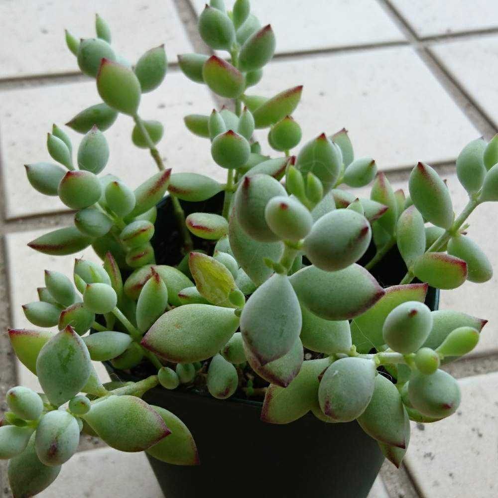 ペンデンス　抜き苗① ︎021ペンデンスの生長記録(6年目)2022.07.18更新｜🍀GreenSnap