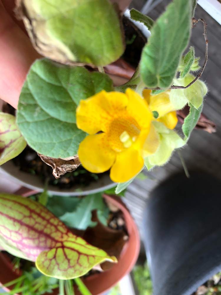 イビセラ ルテアの投稿画像 By レポートを書き込んでいますさん サラセニア プルプレアと臭い と植物男子と食虫植物と臭い花と食虫植物のある暮らしと美しいと食虫男子とビザールプランツと食虫植物広め隊 19月10月日 Greensnap グリーンスナップ