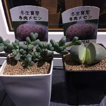 冬生育型メセンの投稿画像一覧 Greensnap グリーンスナップ
