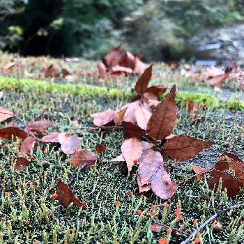 コケの花の投稿画像一覧 Greensnap グリーンスナップ