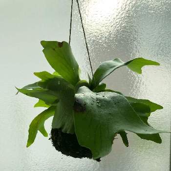 浴室の投稿画像一覧 Greensnap グリーンスナップ