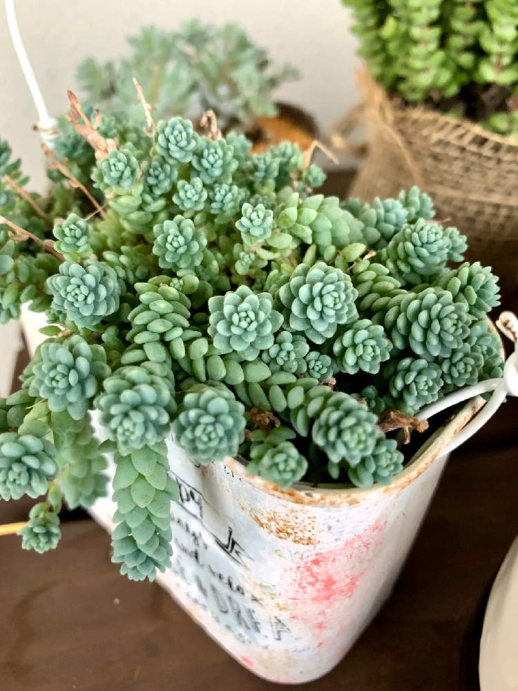 セダム属 マジョールの投稿画像 By Yuuさん セダム属と多肉植物とホッとひと息とベランダ多肉と多肉パトロールと もこもこと出勤前と紅葉楽しみと可愛いと朝の1枚 とiphone撮影 19月10月21日 Greensnap グリーンスナップ