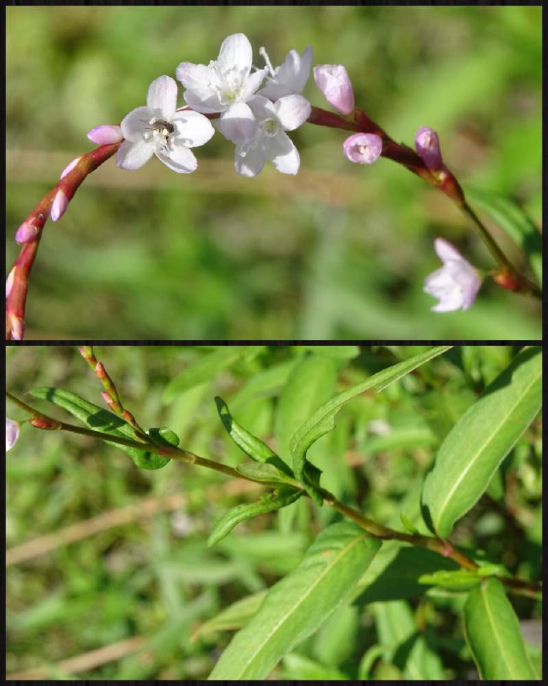 優しさの投稿画像 By なるさん 野に咲く花が好きとタデ好きタデ族とヤナギタデと優しさと野に咲く花が好きとタデ好きタデ族 19月10月21日 Greensnap グリーンスナップ Greensnap グリーンスナップ