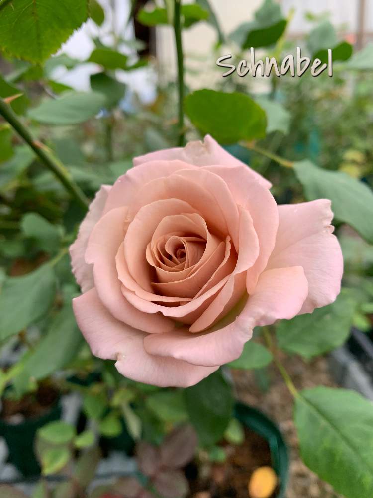 バラの投稿画像 By 茶々丸さん 薔薇とシュナーベルと花のある暮らし 19月10月21日 Greensnap グリーンスナップ