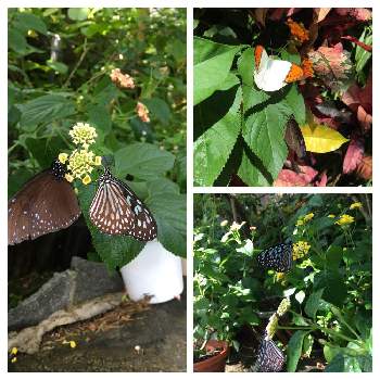 ヒラヒラ蝶々の投稿画像一覧 Greensnap グリーンスナップ