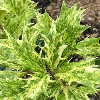 斑入りヒイラギ の投稿画像一覧 Greensnap グリーンスナップ