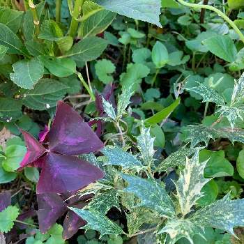 斑入りヒイラギ の投稿画像一覧 Greensnap グリーンスナップ