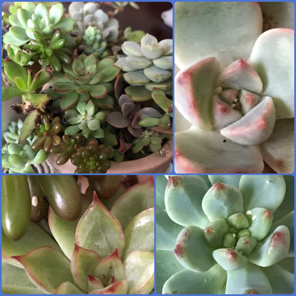 インテリアの投稿画像 By シェリーさん 多肉植物とコナカイガラムシとたにおたくらぶと多肉植物とコナカイガラムシとたにおたくらぶ 19月10月21日 Greensnap グリーンスナップ Greensnap グリーンスナップ インテリアの投稿画像 By シェリーさん 多肉植物とコナカイガラムシとたにおたくらぶと多肉植物とコナカイガラムシとたにおたくらぶ 19月10月21日 Greensnap グリーンスナップ Greensnap グリーンスナップ