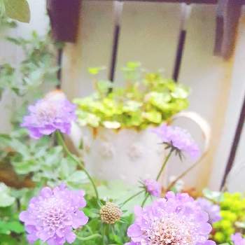 チドメグサ・クリスタルコンフェッティの画像 by *fuwary*さん | 小さな庭とスカビオサ ブルーバルーンとチドメグサ・クリスタルコンフェッティと花と緑のある暮らしと子どもと楽しむガーデニングとちいさな幸せ♡とマイガーデンと植物だいすきと斑入り好き♡と今日の一枚と我が家の花壇とスカビオサの花とお庭の植物とスカビオサ紫とお庭の花たちと我が家の庭と斑入り葉っぱとガーデニングと花のある暮らしとお庭とお花と斑入り。