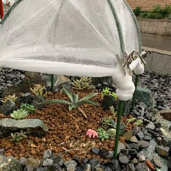 雨対策の投稿画像一覧 Greensnap グリーンスナップ