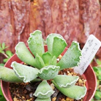 楊貴妃の扇の投稿画像一覧 Greensnap グリーンスナップ