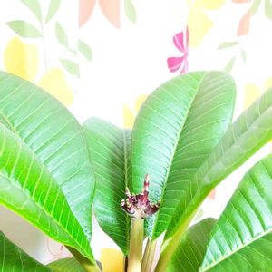 可愛い,かわいいな♡,花のある暮らし,自己流,キュートの画像