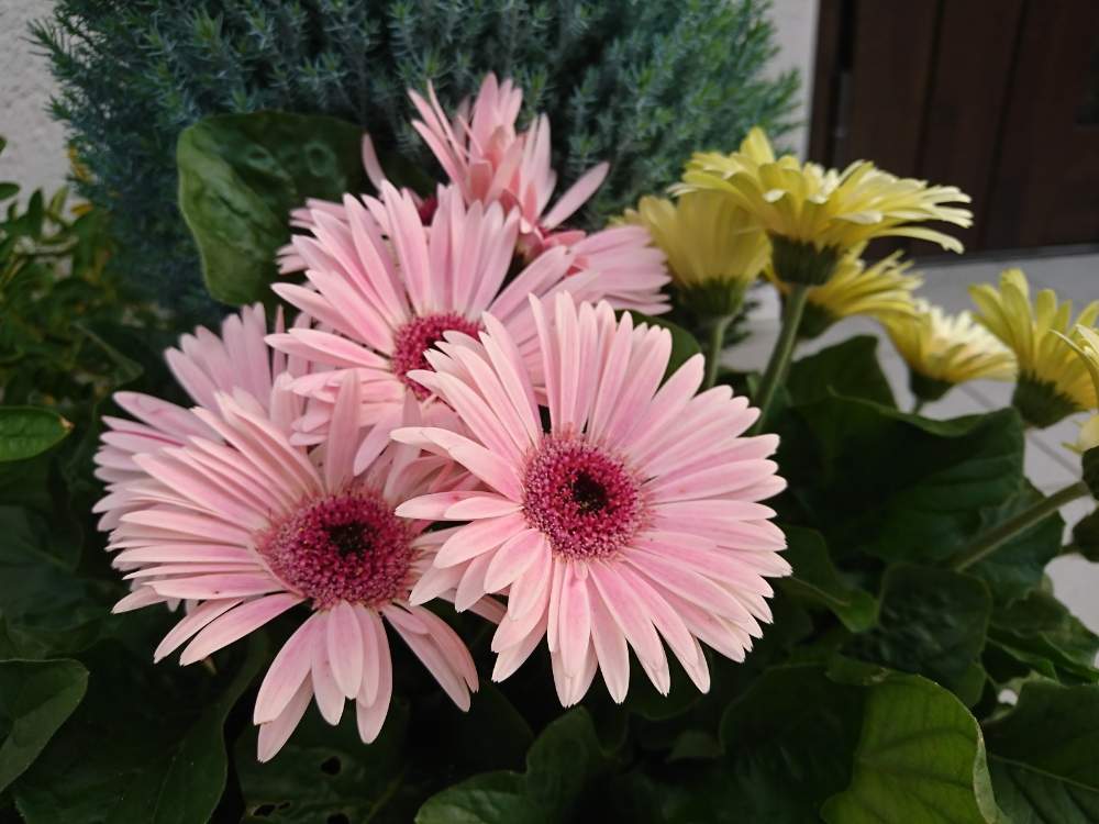 ガーベラの投稿画像 By たまさん かわいいとピンクの花とうどん県人会 19月10月21日 Greensnap グリーンスナップ