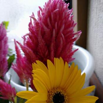 ピンク色のお花♪の画像 by うさぎさん | 階段/廊下とケイトウさん♪とピンク色のお花♪と黄色♪と癒し系と切り花♪と花のある暮らしと可愛らしい♪とガーベラさん♪