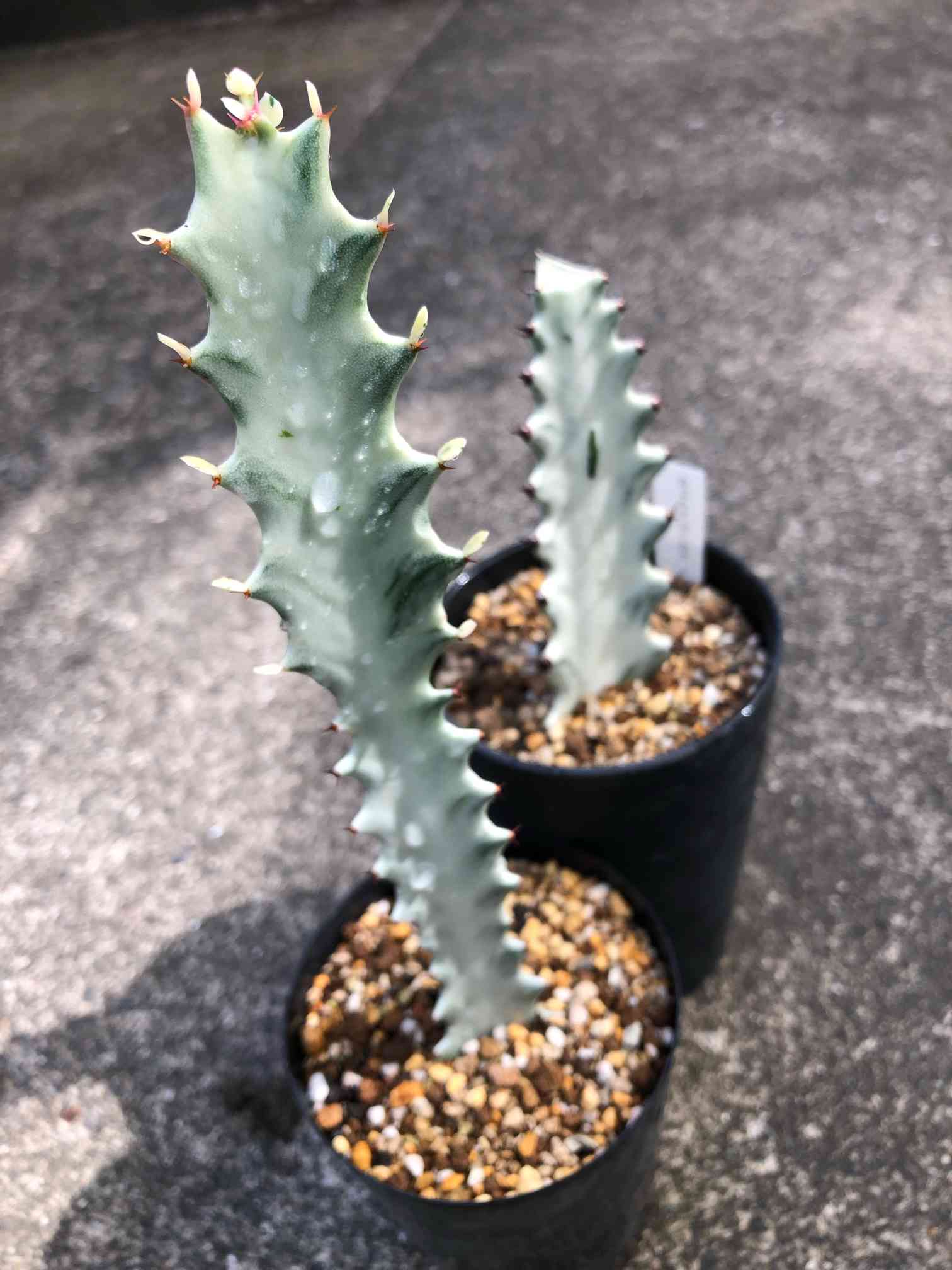 ユーフォルビア・ホワイトゴースト 2号｜🍀GreenSnap（グリーン