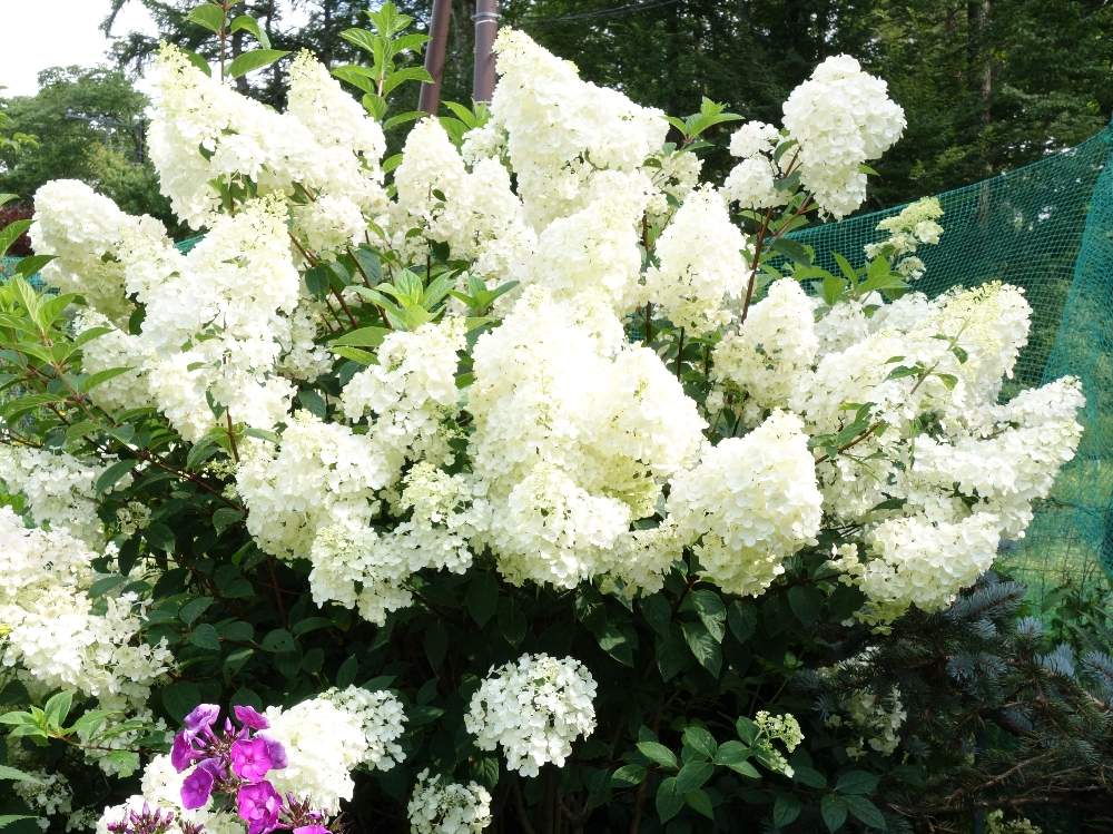 ノリウツギサンデーフレーズの成長記録 Greensnap グリーンスナップ