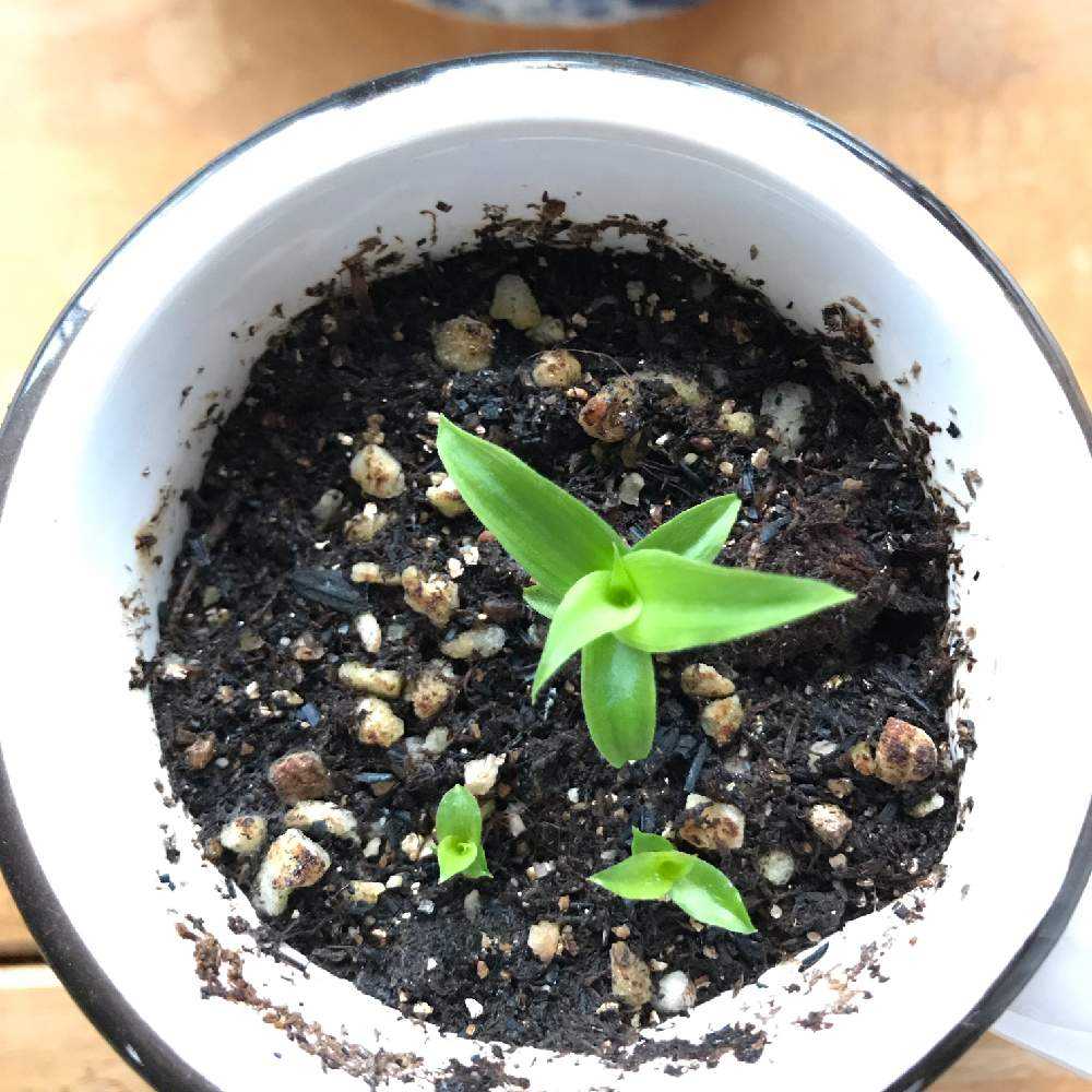 t*o様 2025実生苗セットd 4センチポット ブ*ト様 2025実生苗セットb 4センチポット よ*苗様