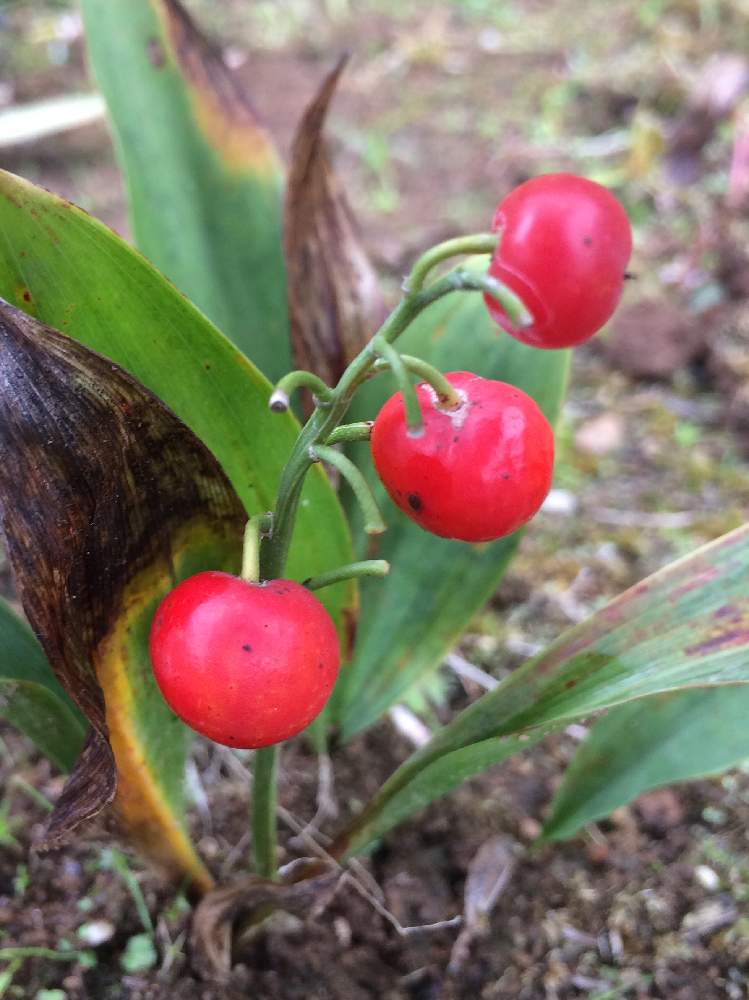 日本スズランの投稿画像 By 経理さん スズランの実と真っ赤っかとありがとう と里山大好き協会と山野草大好き協会とたねからの幸せと小さな庭と実 を付けた植物フォトコンと真っ赤っかとありがとう と里山大好き協会と山野草大好き協会とたねからの幸せと実を付けた