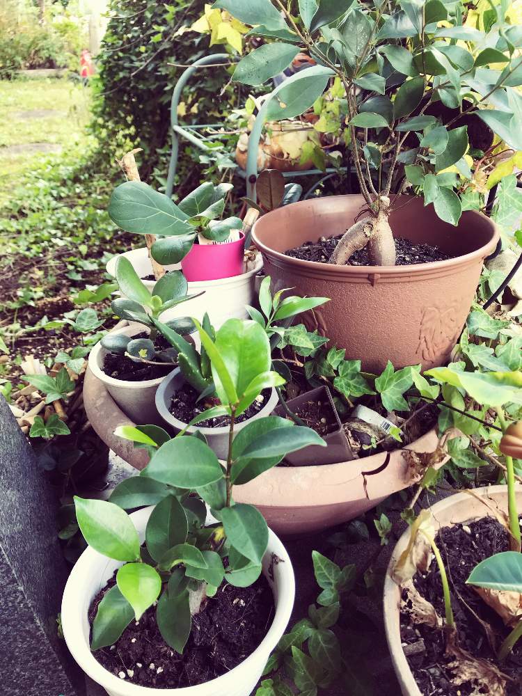 多肉お迎え時の失敗と対処 Greensnap グリーンスナップ