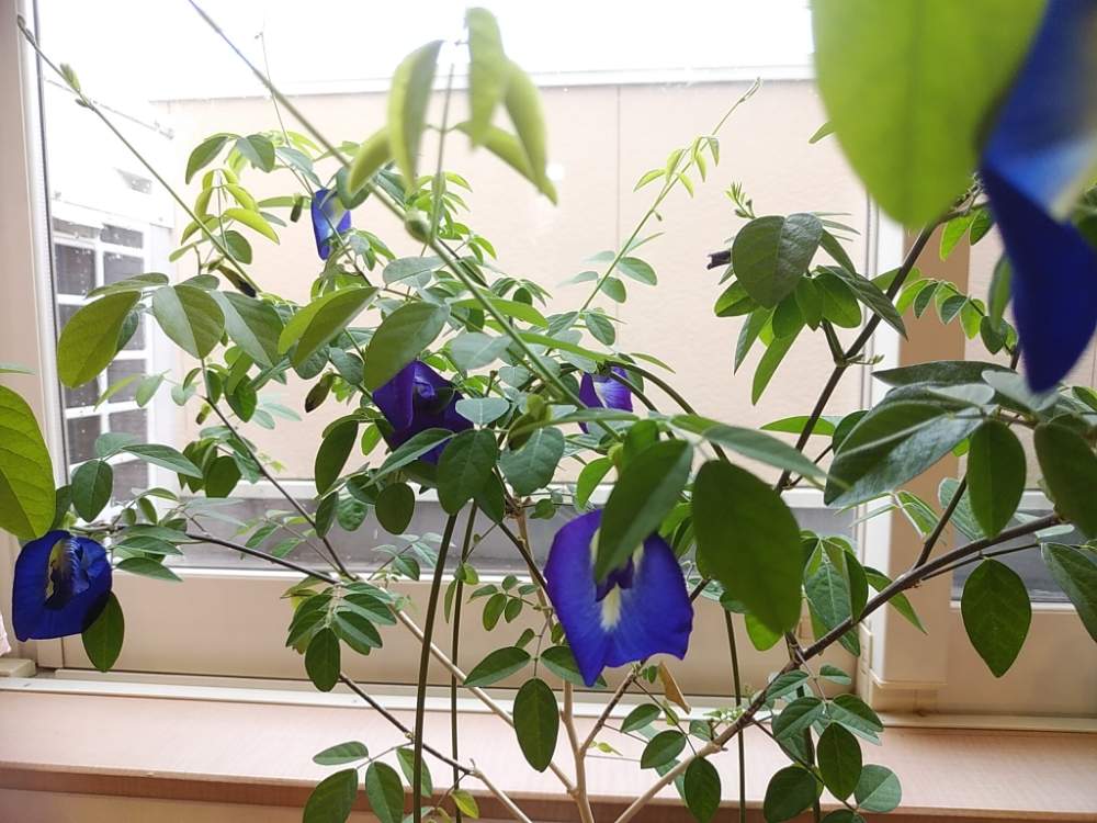バタフライピー 蝶豆 の投稿画像 By じゅんさん 蝶豆 バタフライピー と夏の花と季節の花と癒し系と青紫の花と花のある暮らしとアンチエイジングと天皇陛下ご即位の日と窓辺とハーブとグリーンカーテンとアントシアニン豊富とバタフライピーじゅん と 蝶豆 バタフライ