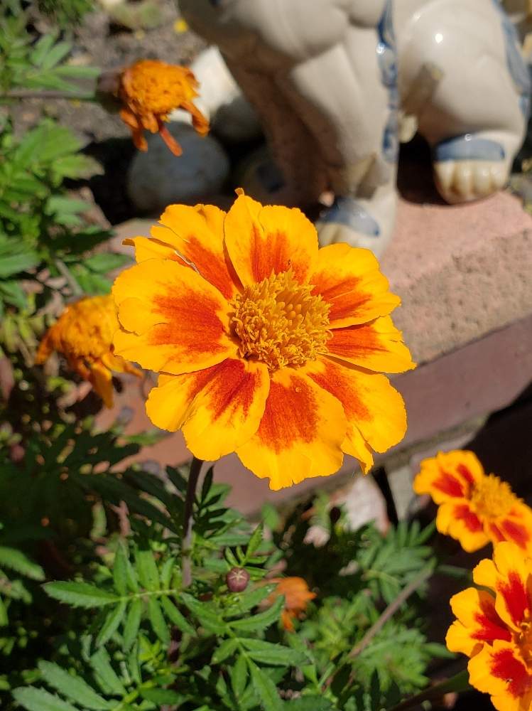 葉脈さんの投稿画像 19月10月22日 Greensnap グリーンスナップ