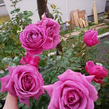 2019 くまし バラの画像 by くましさん | 小さな庭とプラムパーフェクトと北海道と薔薇愛同盟と2019 くまし バラ