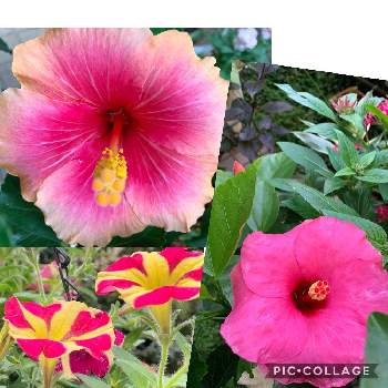 ハイビスカス「ミセスユミ」の画像 by スイカさん | 小さな庭とハイビスカス「ミセスユミ」とオレンジ色の花とピンクのお花とハイビスカスの花とペチュニア＊アモーレと花のある暮らしとスマホで撮影とかわいいな♡とチーム福岡と今日のハイビスカス